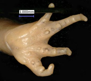 Media type: image;   Herpetology A-19268